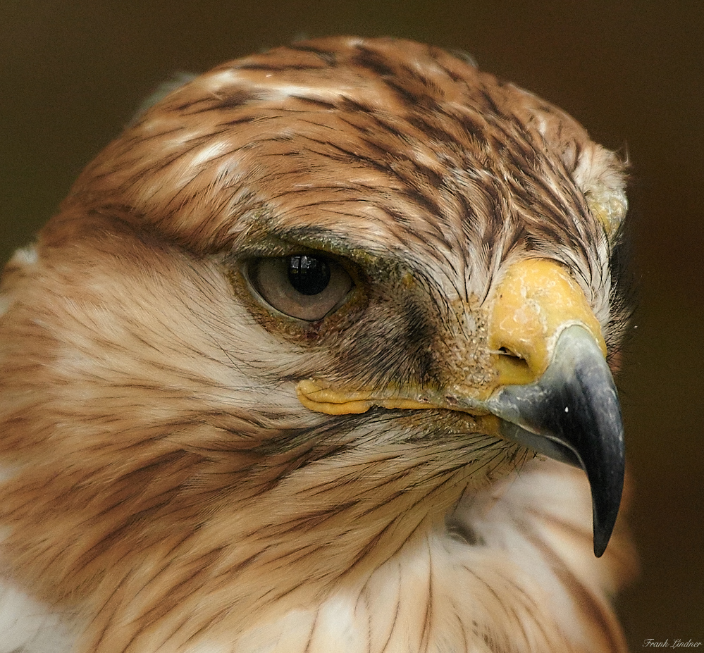 Rotschwanzbussard