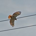 Rotschwanzbussard