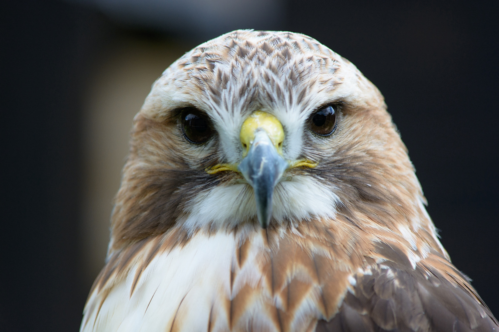 Rotschwanzbussard 