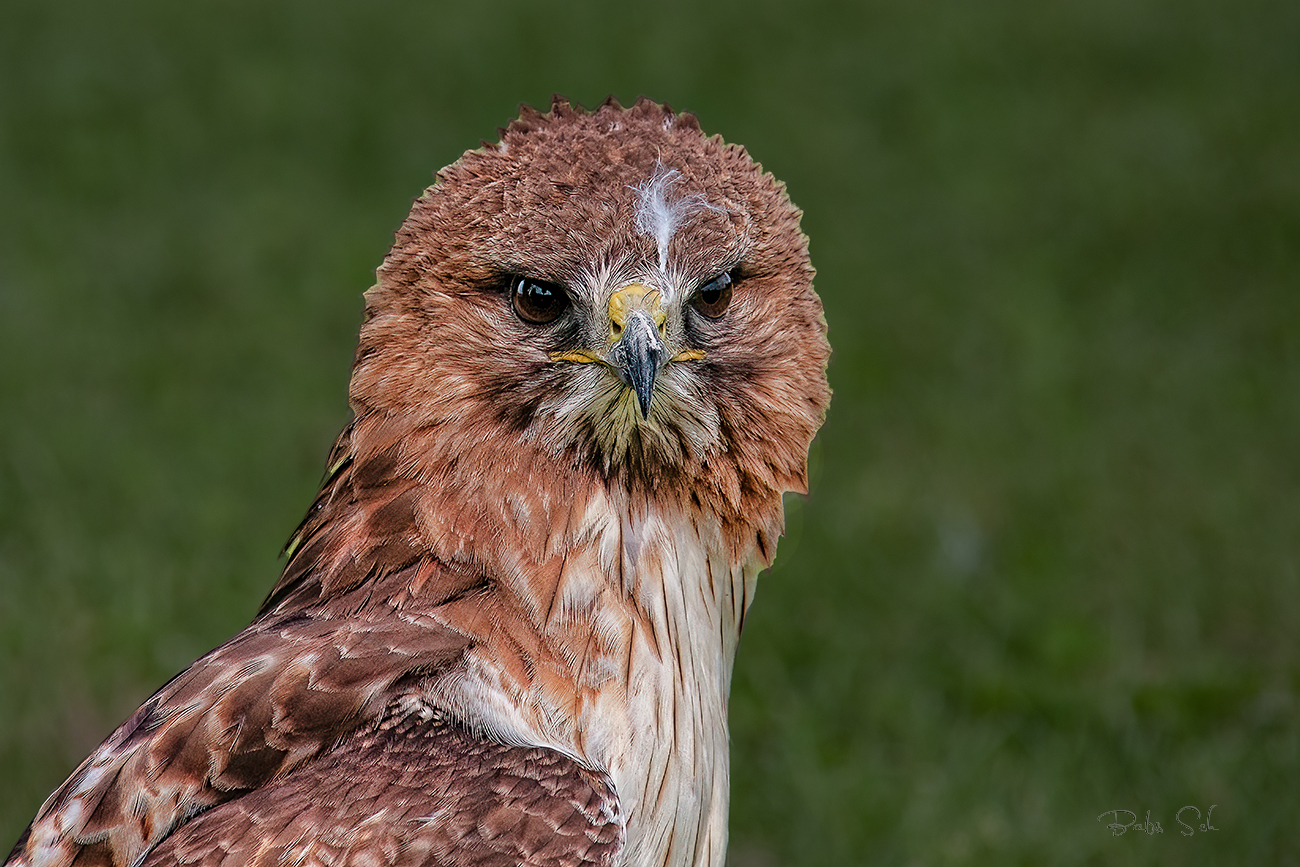 Rotschwanzbussard 