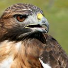 Rotschwanzbussard