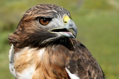 Rotschwanzbussard