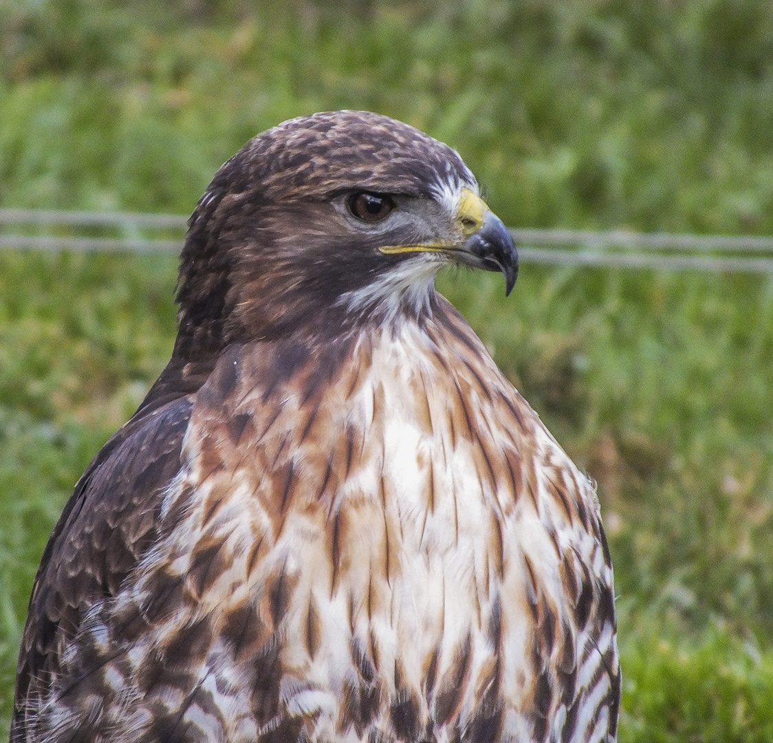 Rotschwanzbussard