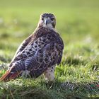 Rotschwanzbussard