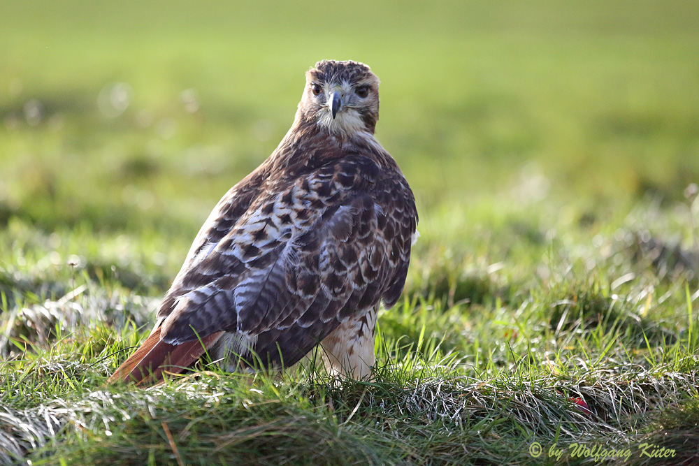 Rotschwanzbussard