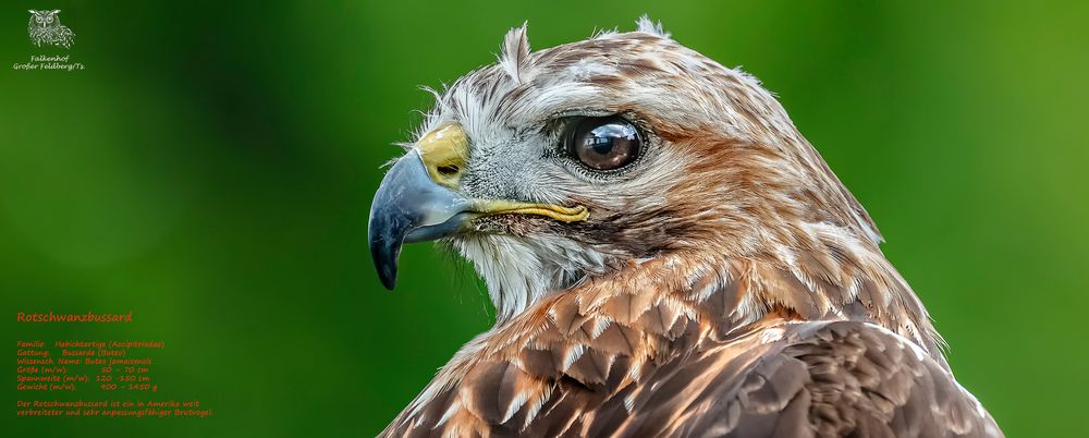 ROTSCHWANZBUSSARD