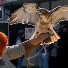 ROTSCHWANZBUSSARD