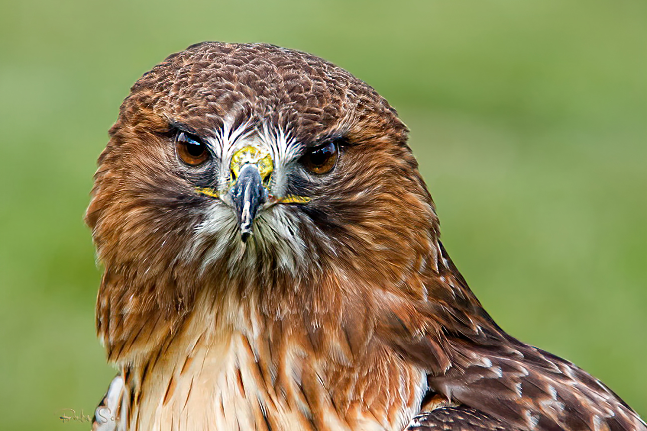 Rotschwanzbussard