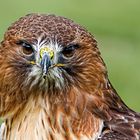 Rotschwanzbussard