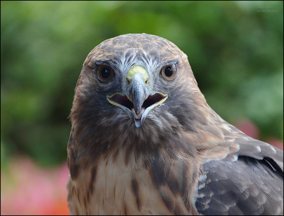 *Rotschwanzbussard*