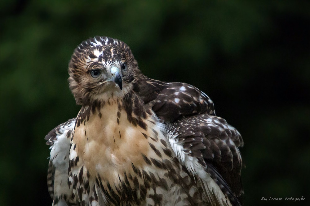 ~ Rotschwanzbussard ~