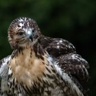 ~ Rotschwanzbussard ~