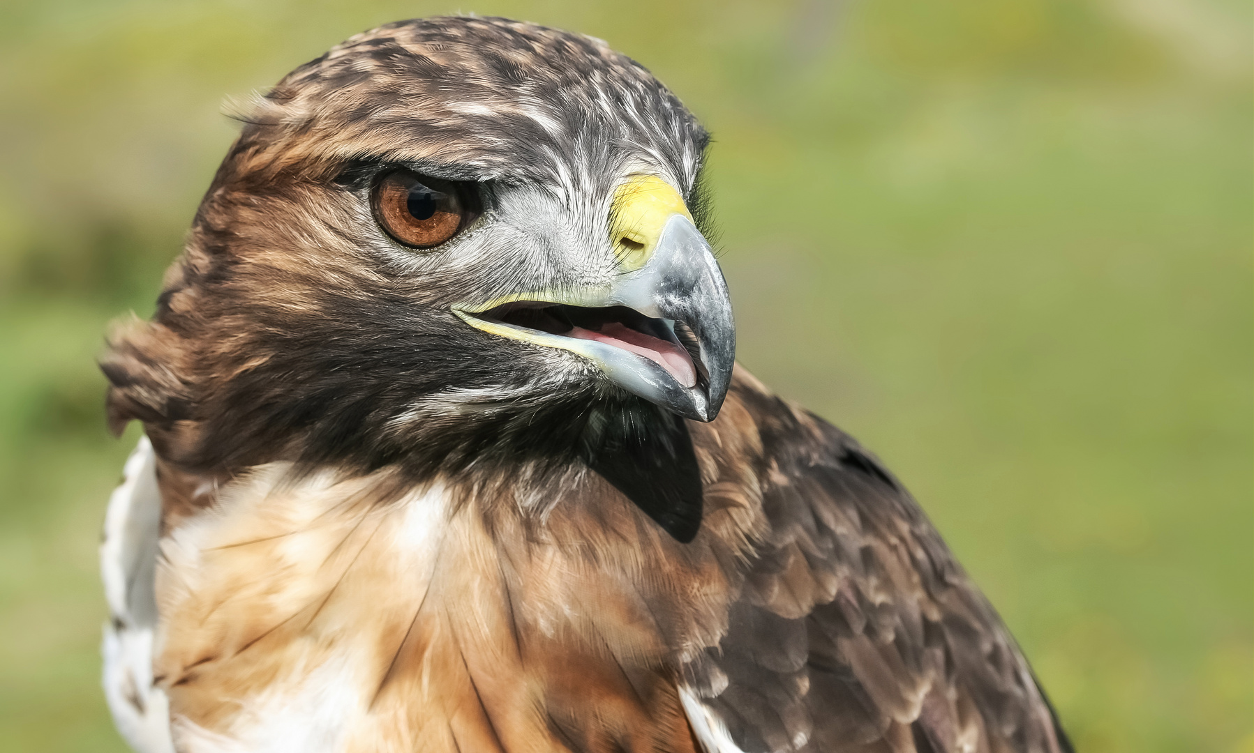 Rotschwanzbussard