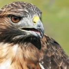 Rotschwanzbussard