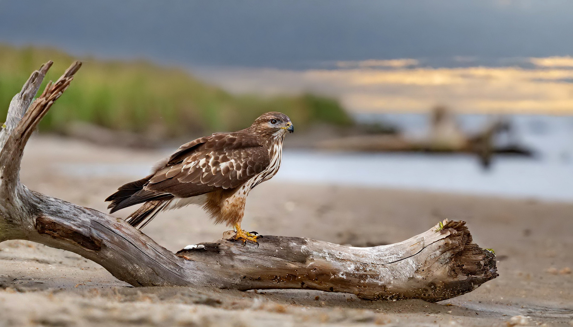  Rotschwanzbussard  