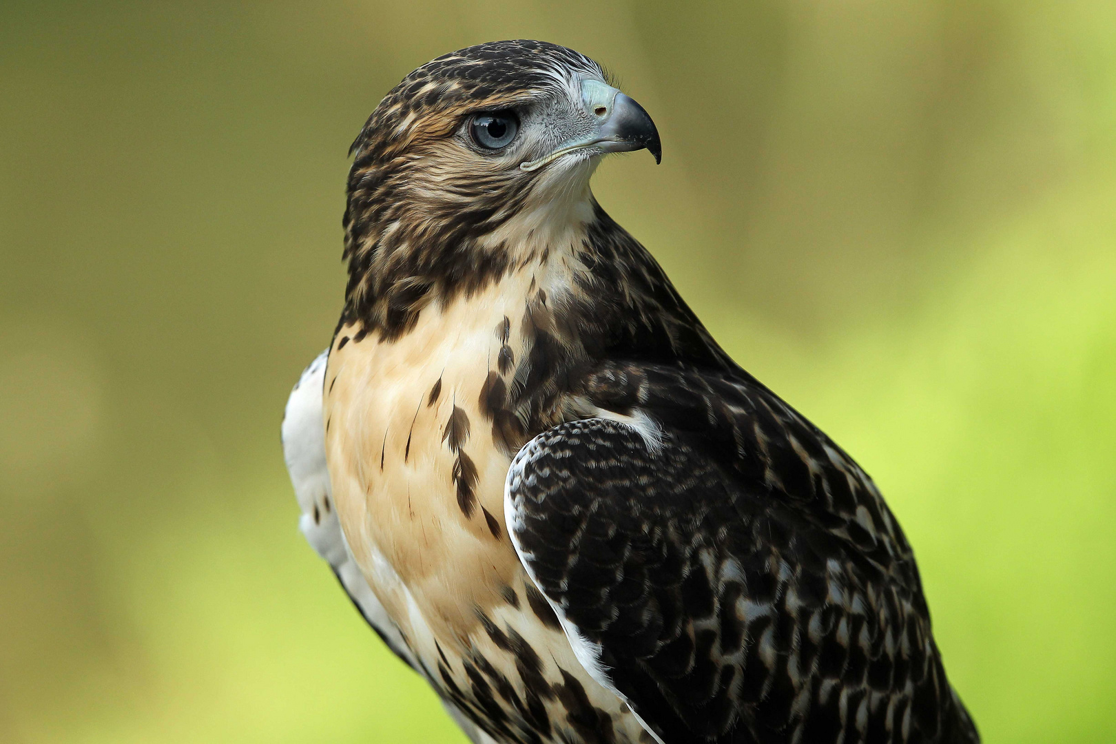 Rotschwanzbussard