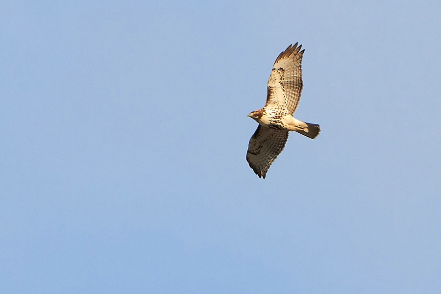 Rotschwanzbussard ?