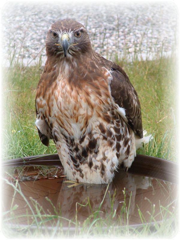 Rotschwanzbussard im 3. Flug