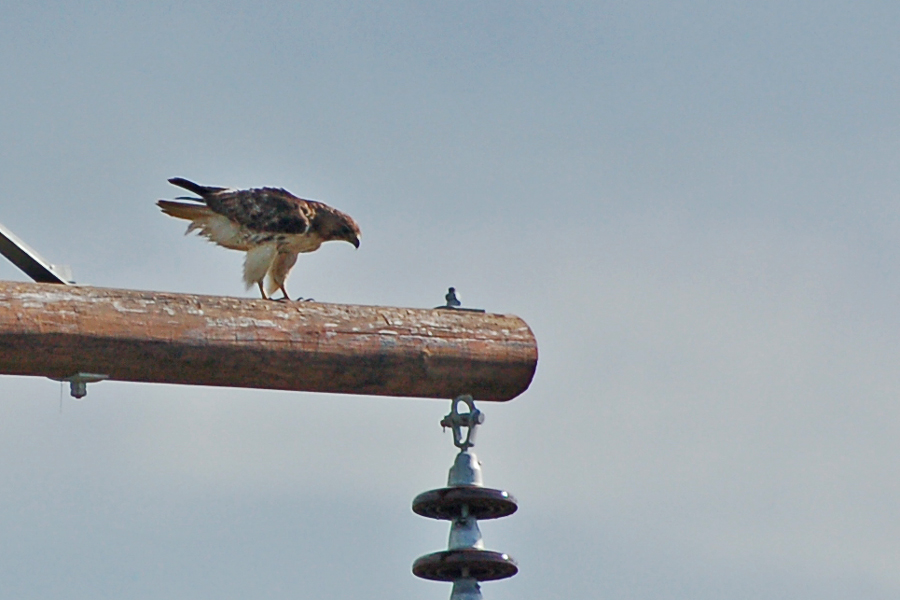 Rotschwanzbussard - Red-tailed Hawk (Buteo jamaicensis)