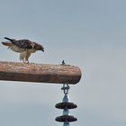 Rotschwanzbussard - Red-tailed Hawk (Buteo jamaicensis)