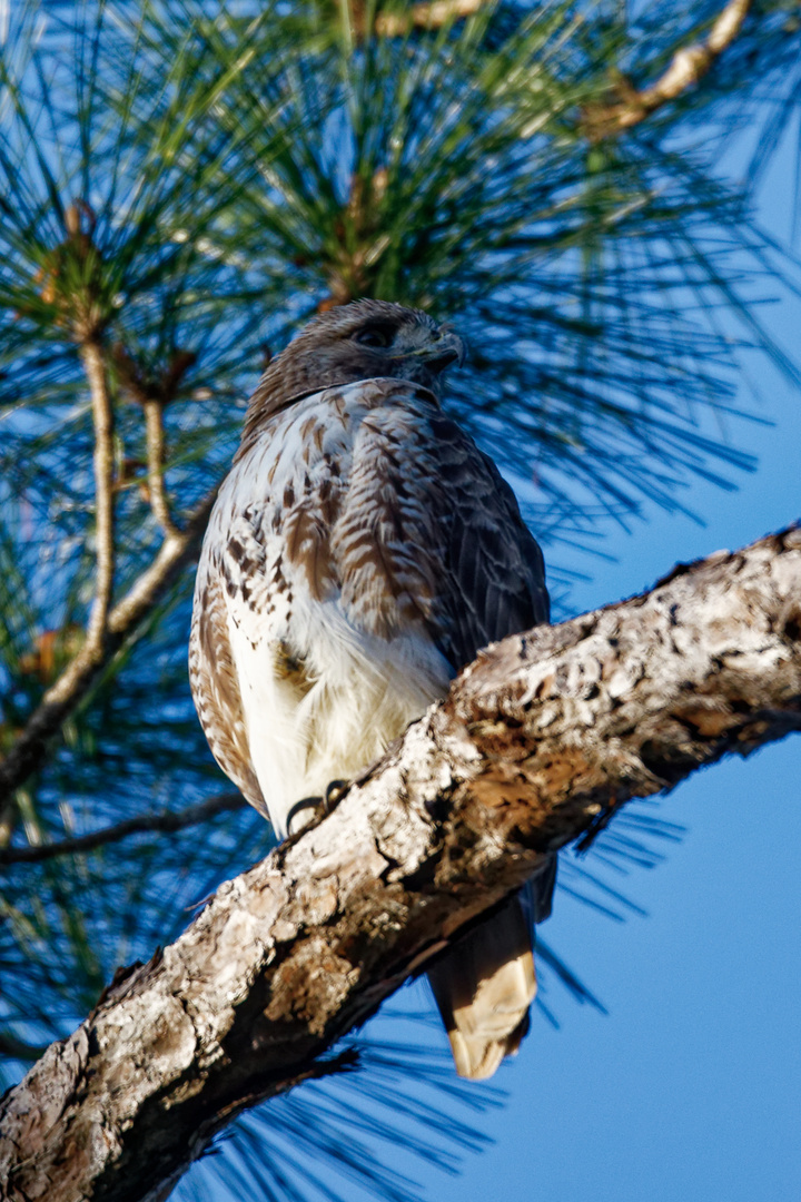 Rotschwanzbussard_1