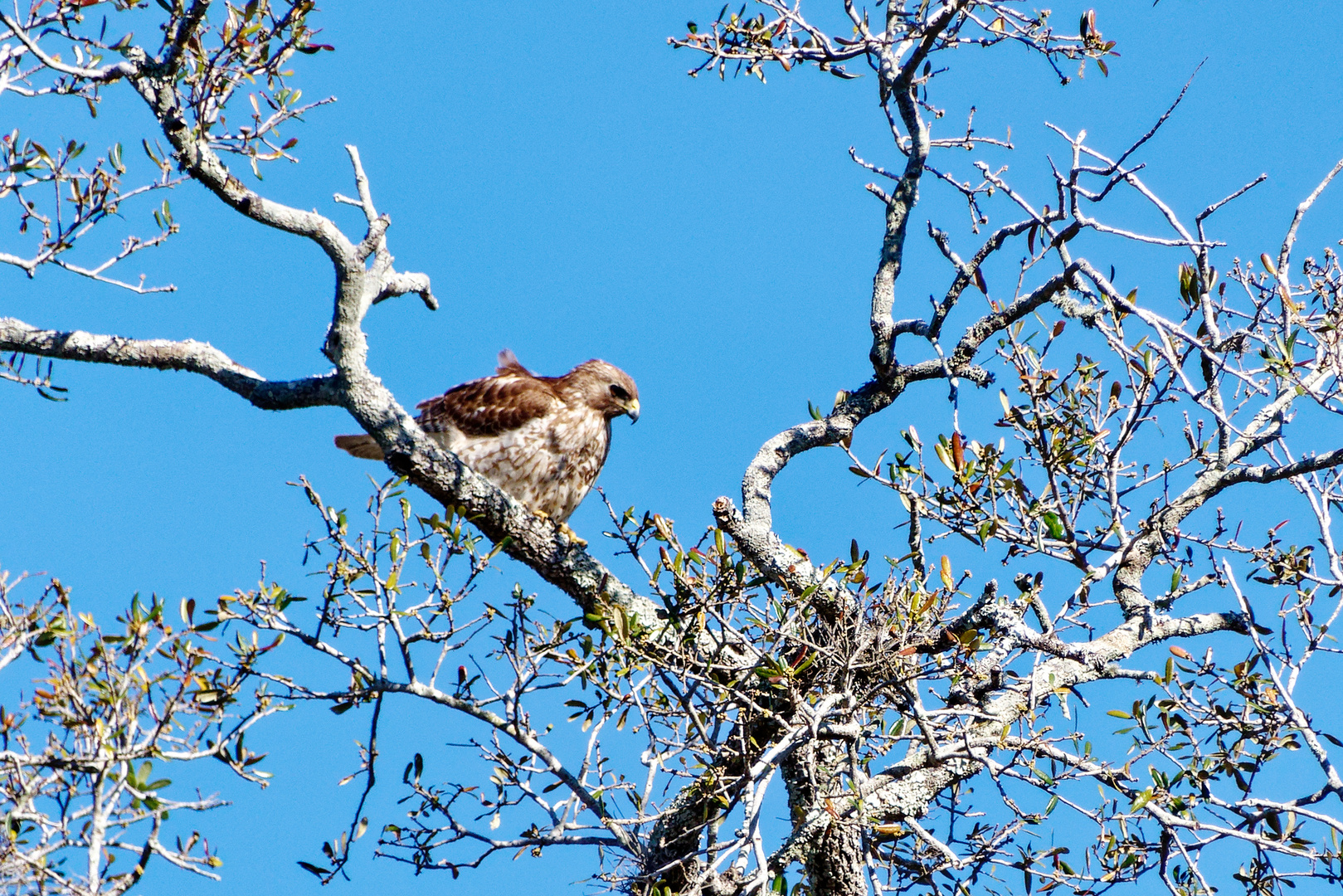 Rotschwanzbussard_1