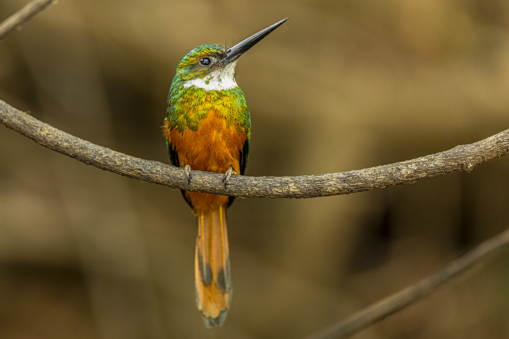 Rotschwanzglanzvogel