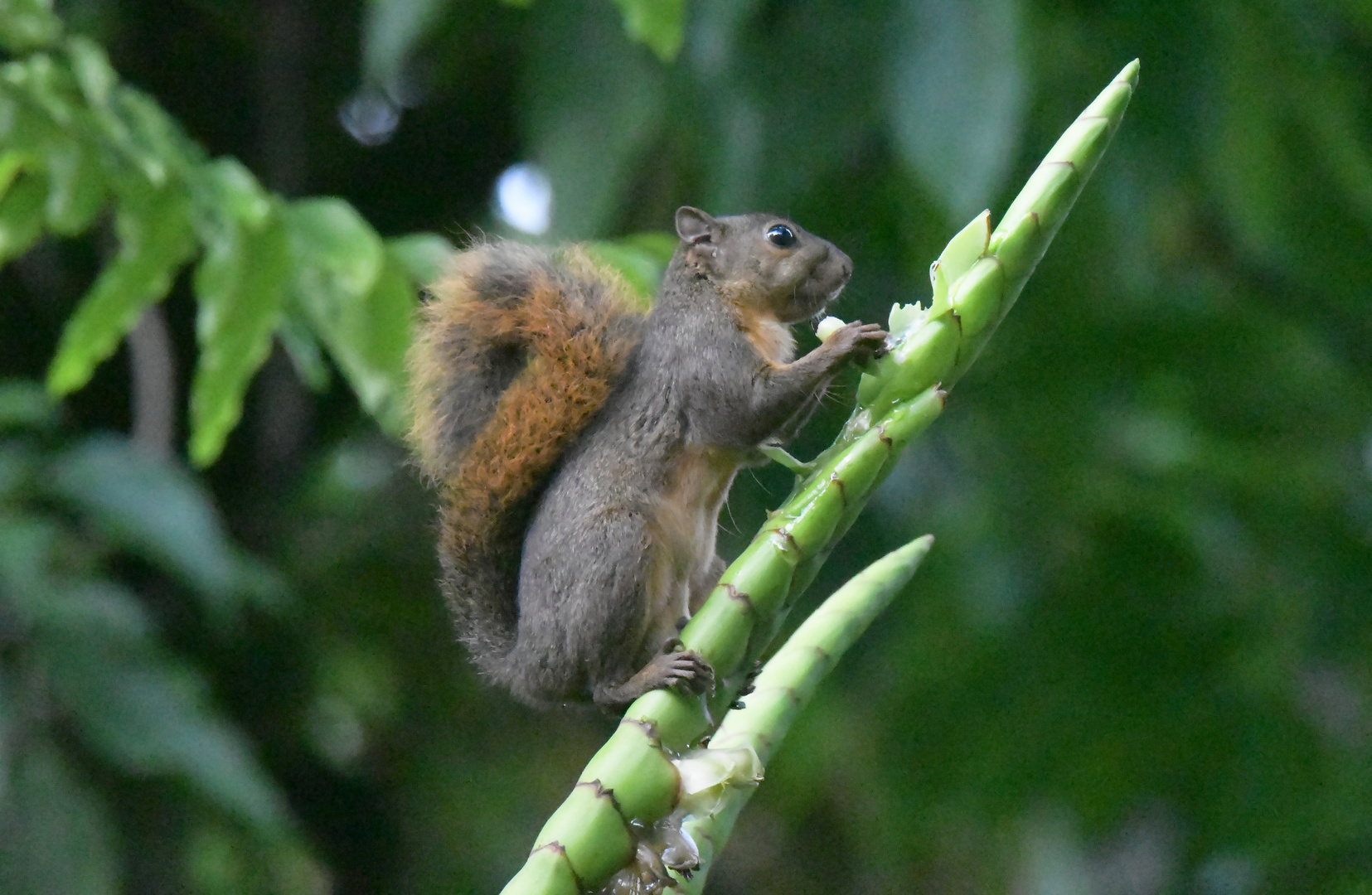 Rotschwanzhörnchen