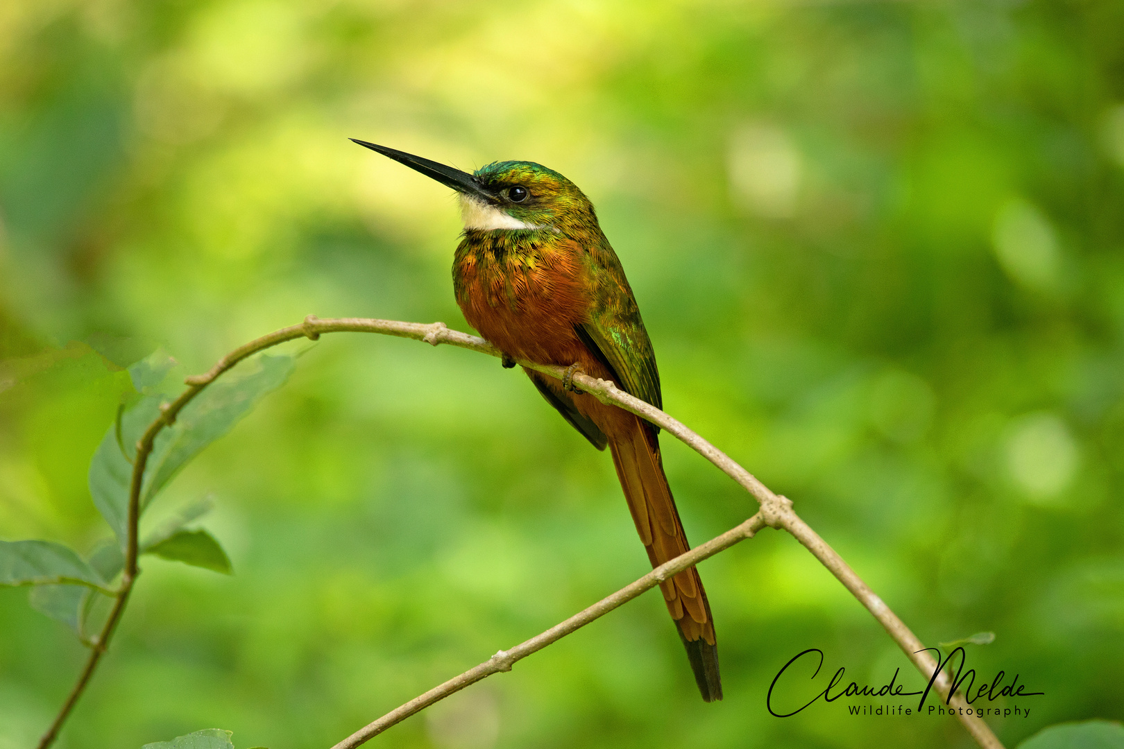 Rotschwanzjakamar (Rufous-tailed jacamar)