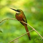 Rotschwanzjakamar (Rufous-tailed jacamar)