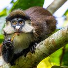 Rotschwanzmeerkatze - Red Tailed Monkey