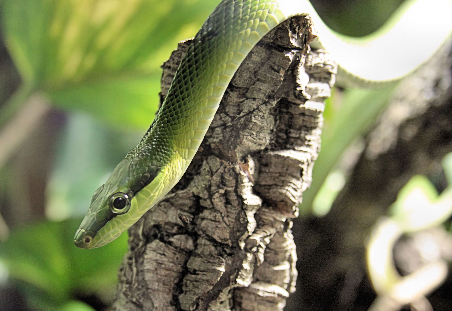 Rotschwanznatter (Red-tailed Green Ratsnake)