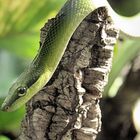 Rotschwanznatter (Red-tailed Green Ratsnake)