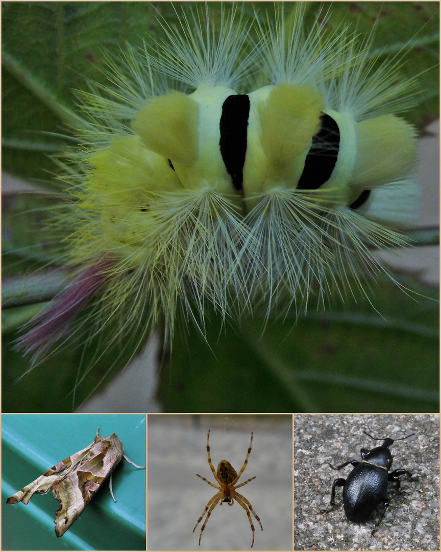 Rotschwanzraupe und andere Krabbeltiere