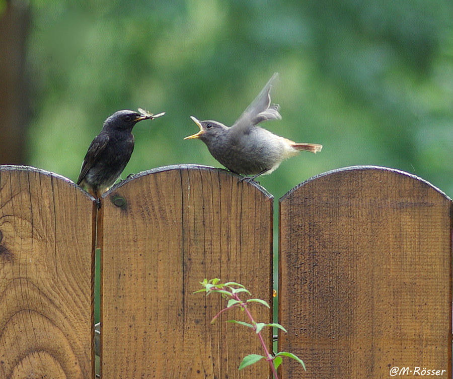 Rotschwanzvater....Füttert sein hungriges Vogelkind !