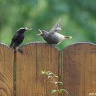 Rotschwanzvater....Füttert sein hungriges Vogelkind !