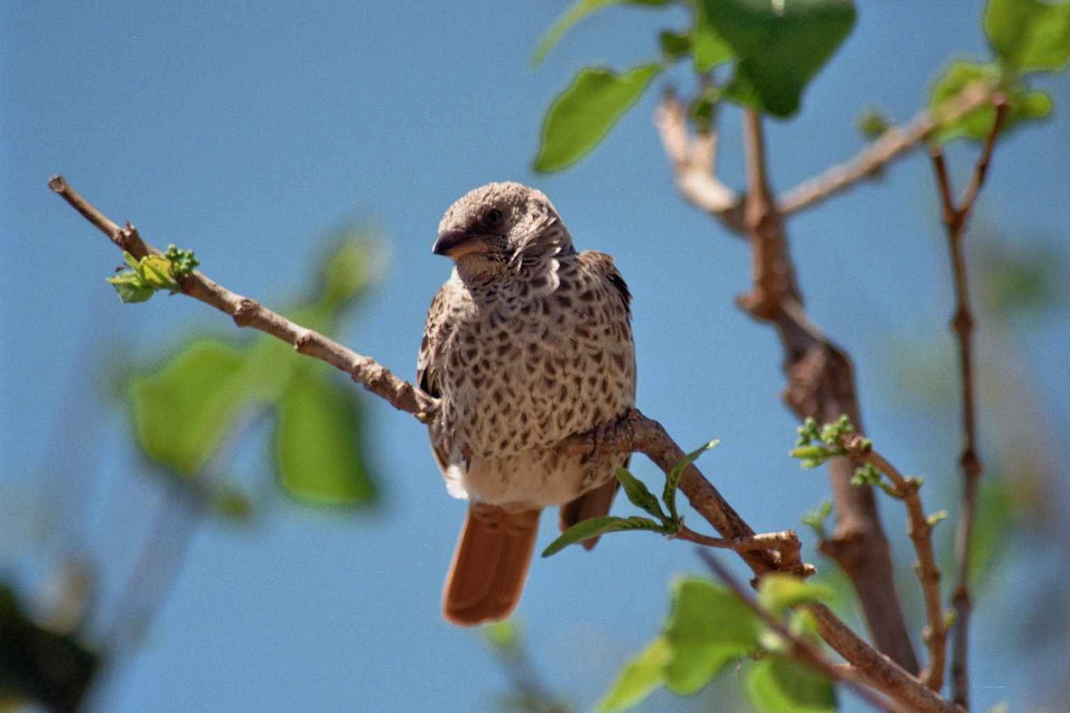 Rotschwanzweber im N`Gorogoro-Nationalpark, Tanzania