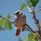 Rotschwanzweber im N`Gorogoro-Nationalpark, Tanzania