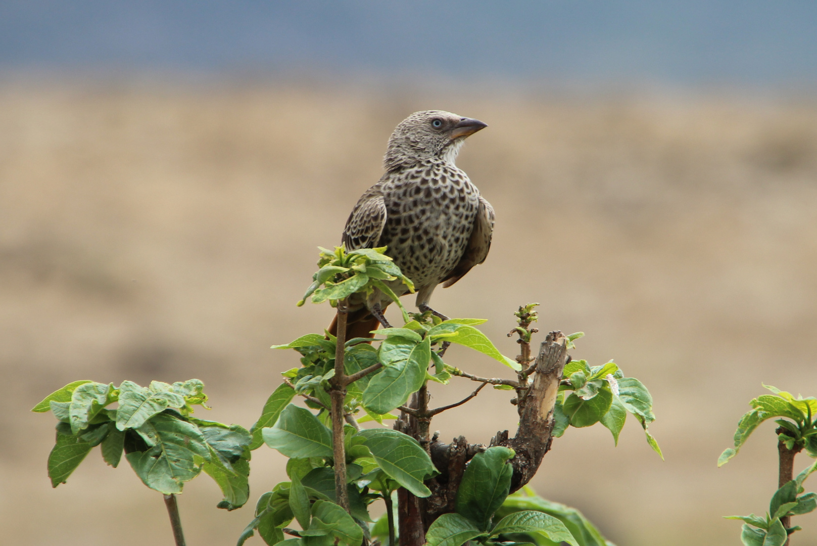 Rotschwanzweber  -  Rufous-tailed Weaver