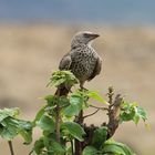 Rotschwanzweber  -  Rufous-tailed Weaver