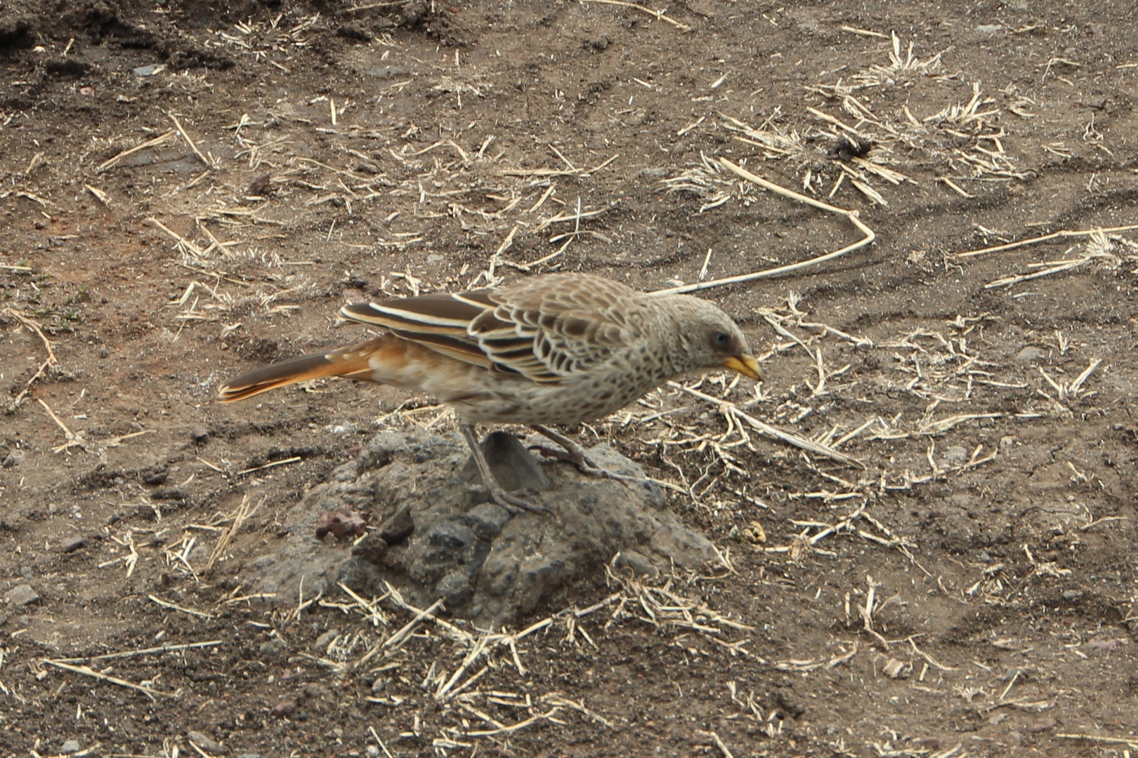 Rotschwanzweber  -  Rufous-tailed Weaver