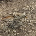 Rotschwanzweber  -  Rufous-tailed Weaver