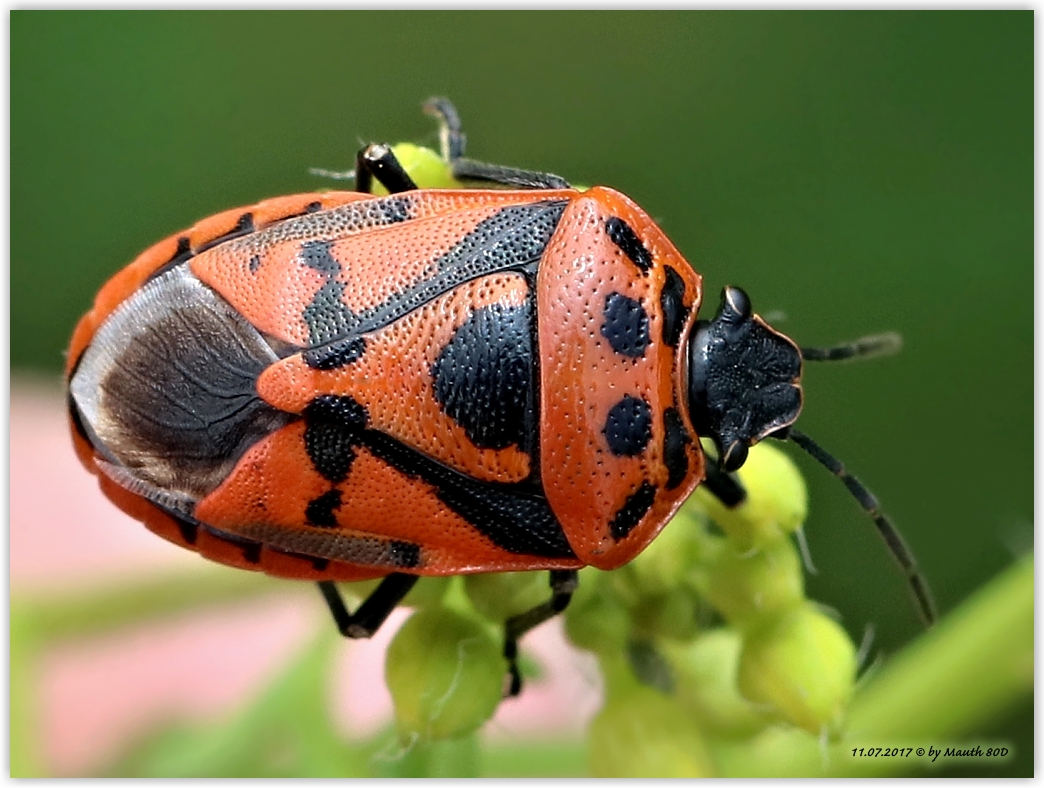 Rotschwarze Gemüsenwanze / Eurydema dominula