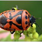 Rotschwarze Gemüsenwanze / Eurydema dominula