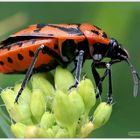 Rotschwarze Gemüsenwanze / Eurydema dominula