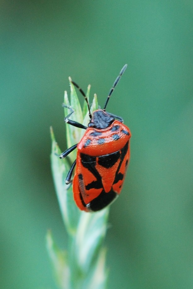 rotschwarze Gemüsewanze