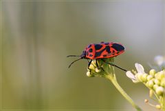 Rotschwarze Gemüsewanze