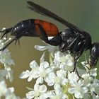 Rotschwarze Spinnenwespe ?