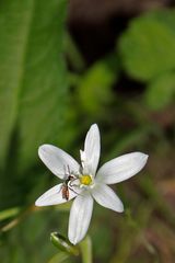 Rotschwarze Wespenbiene