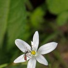 Rotschwarze Wespenbiene